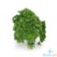 Picture of Global Fresh Parsley