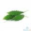 Picture of Global Fresh Ampalaya Baby Per Kilo
