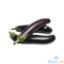 Picture of Global Fresh Eggplant Promo Sale Per Kg