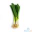 Picture of Millenium Leeks Per Kilo