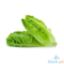 Picture of Millenium Romaine Lettuce Per Kilo
